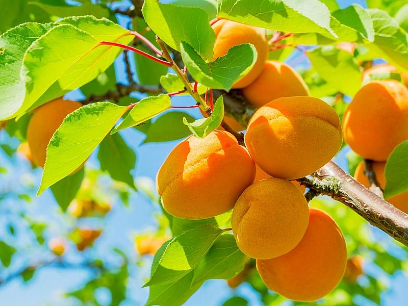 Абрикос купить саженцы из питомнике в Биробиджане