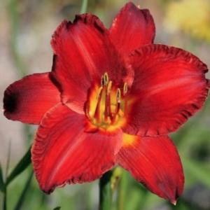 Лилейник "ЧИКАГО АПАЧИ"