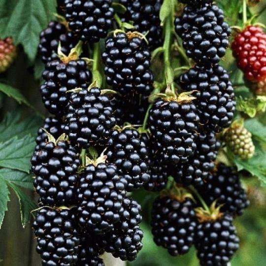Ежевика "ТОРНФРИ"